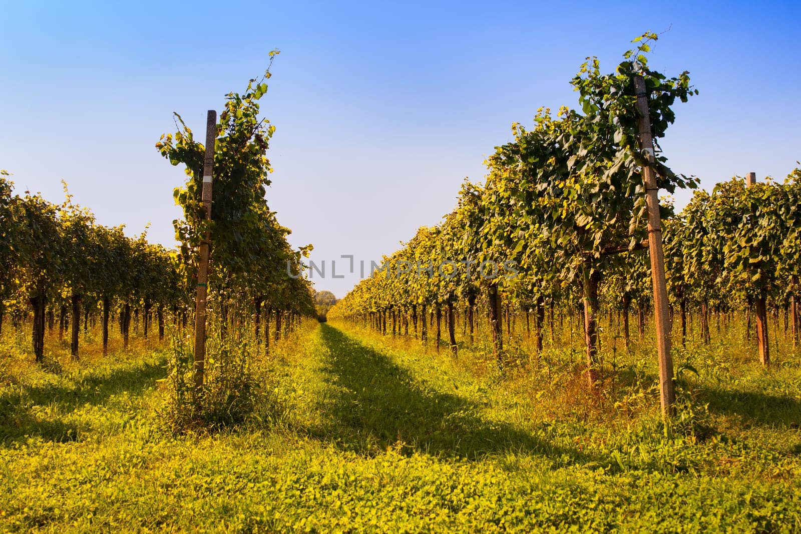View of Italian vineyards in Friuli Venezia Giulia, Italy