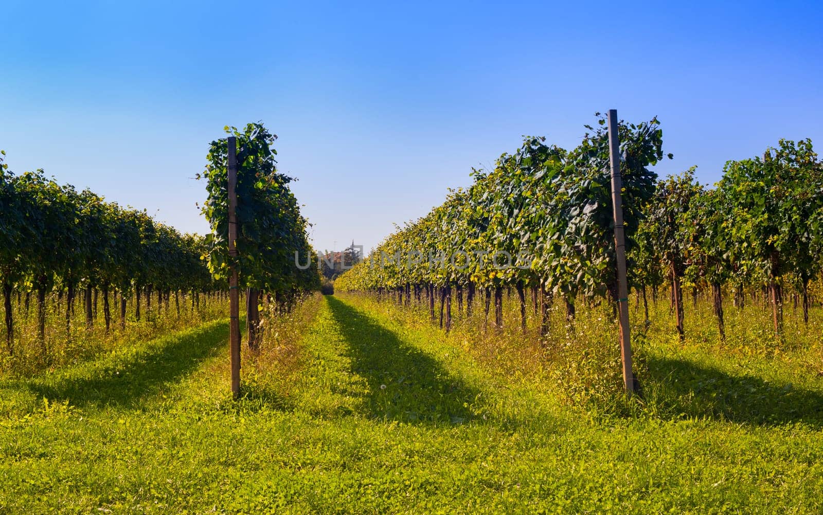 View of Italian vineyards in Friuli Venezia Giulia, Italy