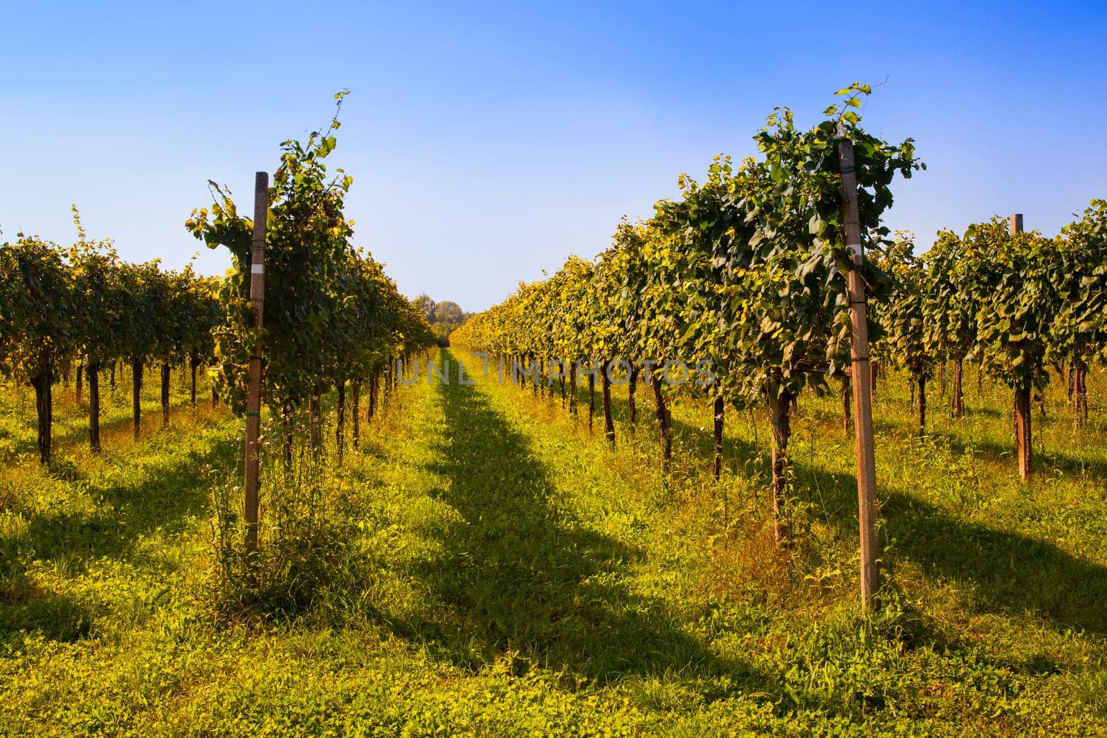 View of Italian vineyards in Friuli Venezia Giulia, Italy