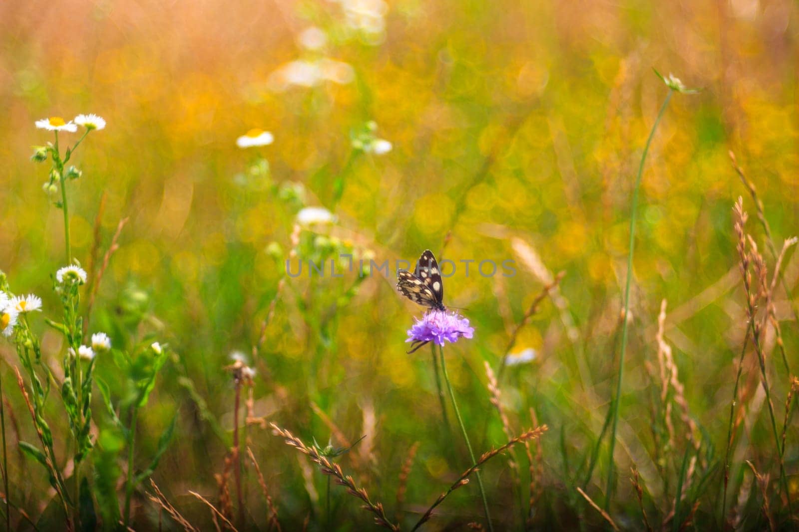 View of butterfly on countryside flowers