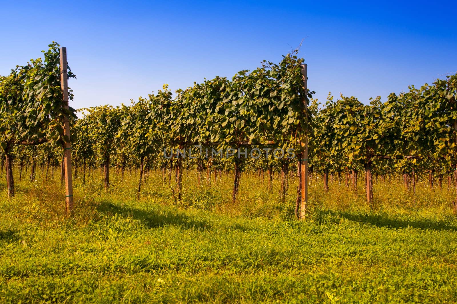View of Italian vineyards in Friuli Venezia Giulia, Italy