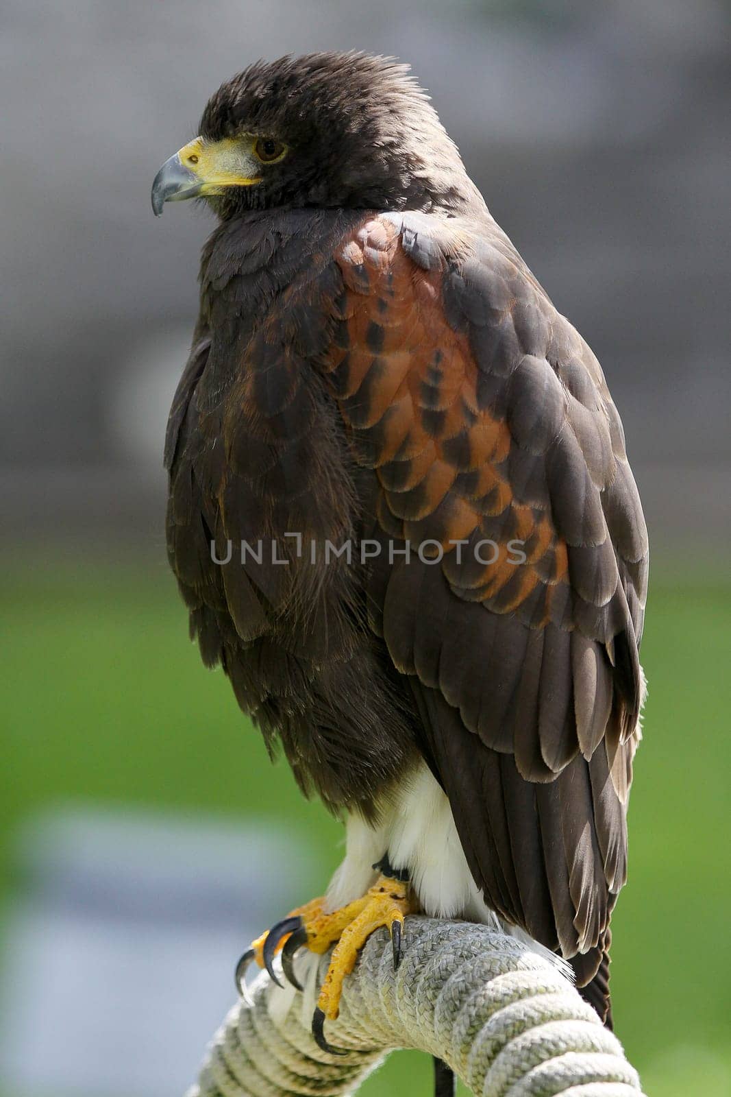 A predatory bird on outdoor background