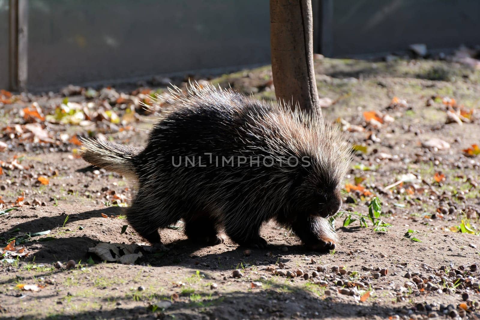Baumstachler