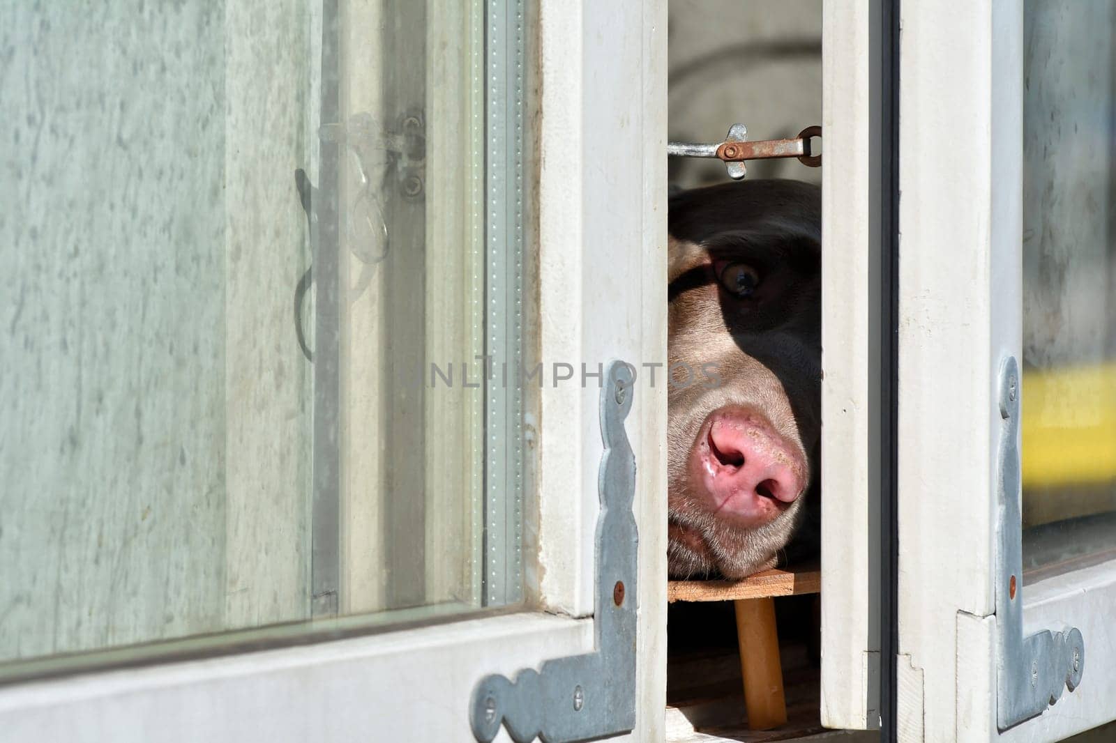 Dog at the window