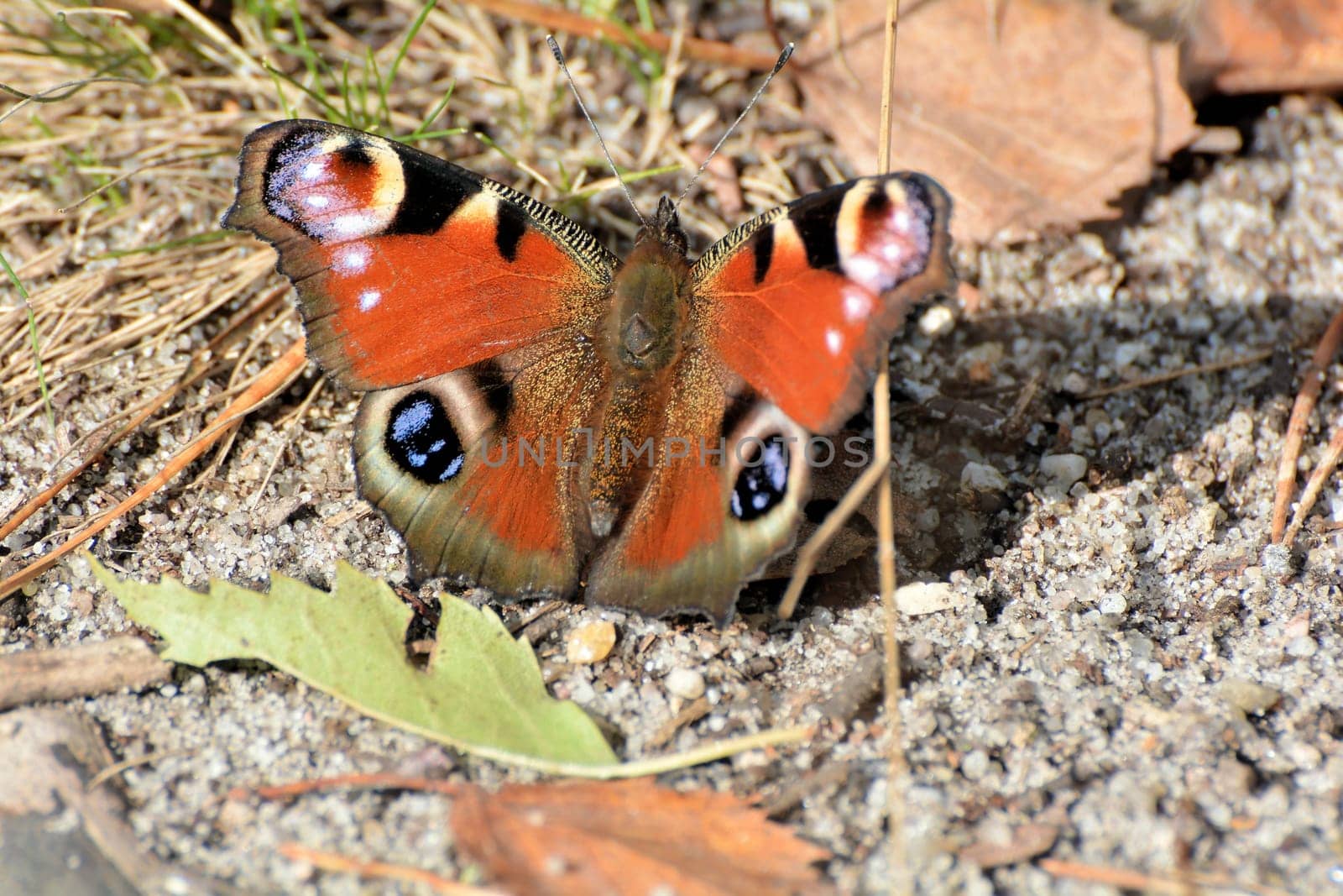 Day peacock's eye