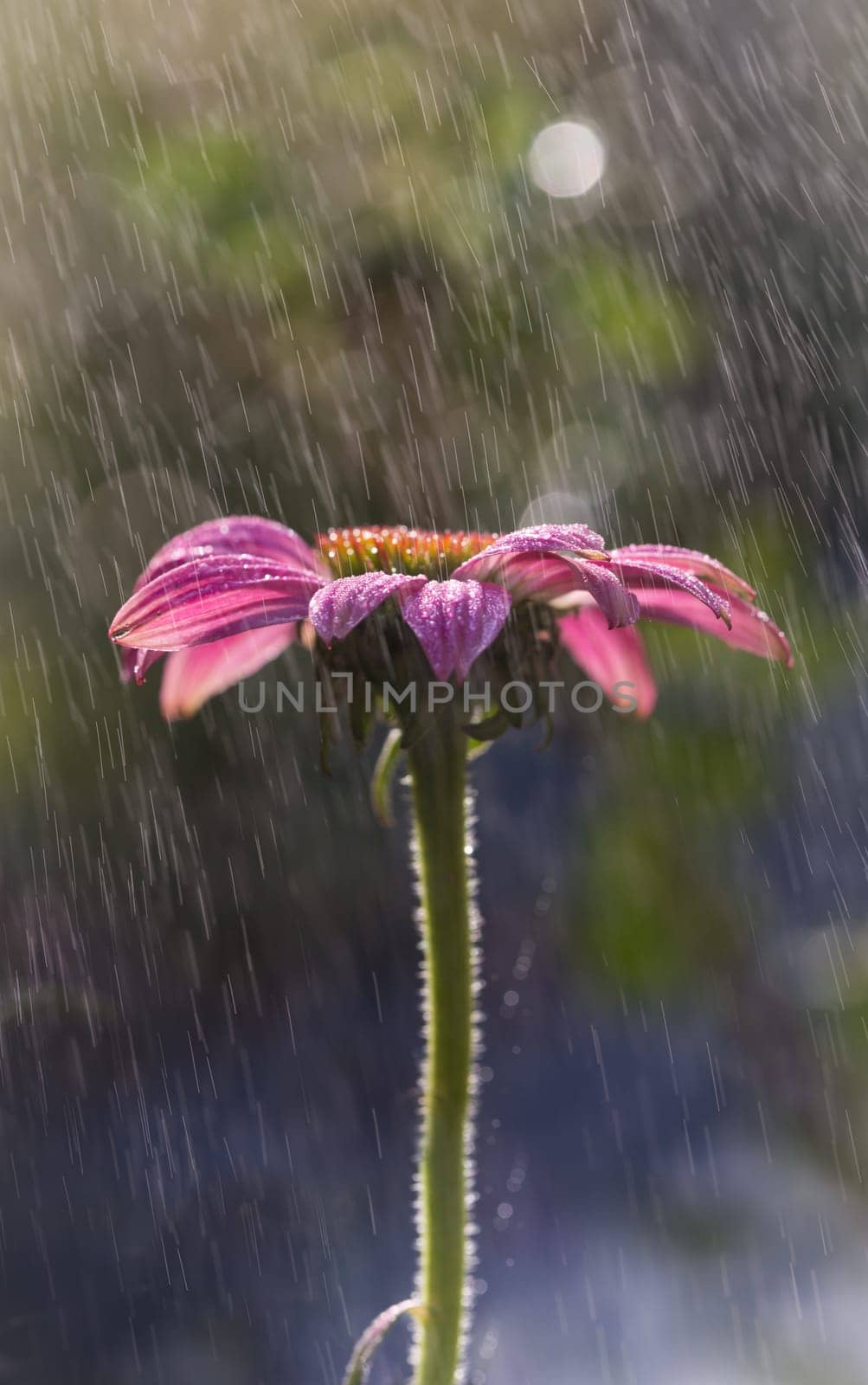 Coneflower