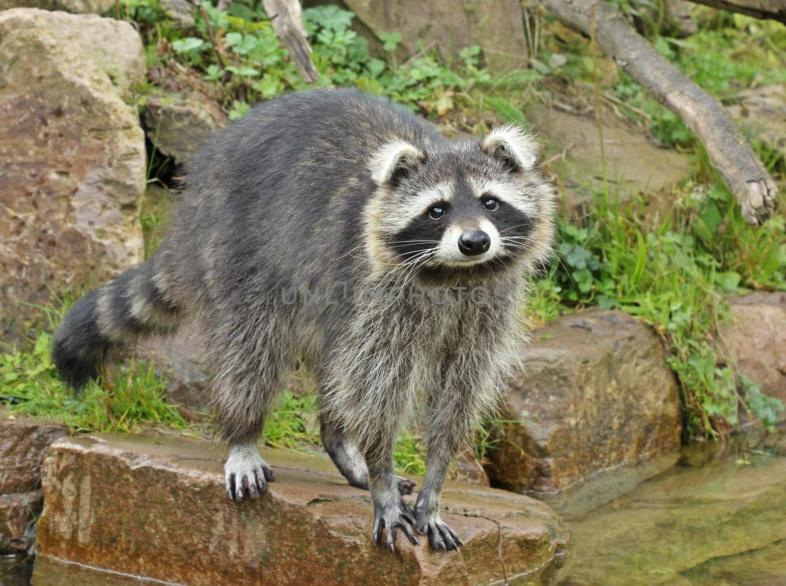 Raccoon (Procyon lotor) with kink ears on the water