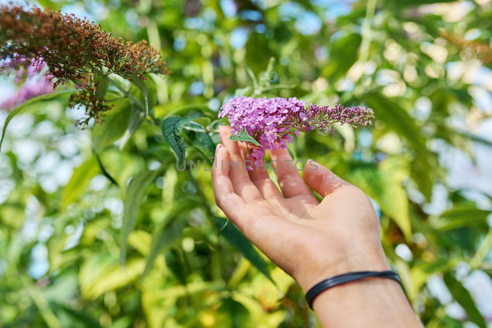 Flowering Buddleia bush, branch with pink purple flowers close-up. Nature, botany, gardening, landscaping, summer concept