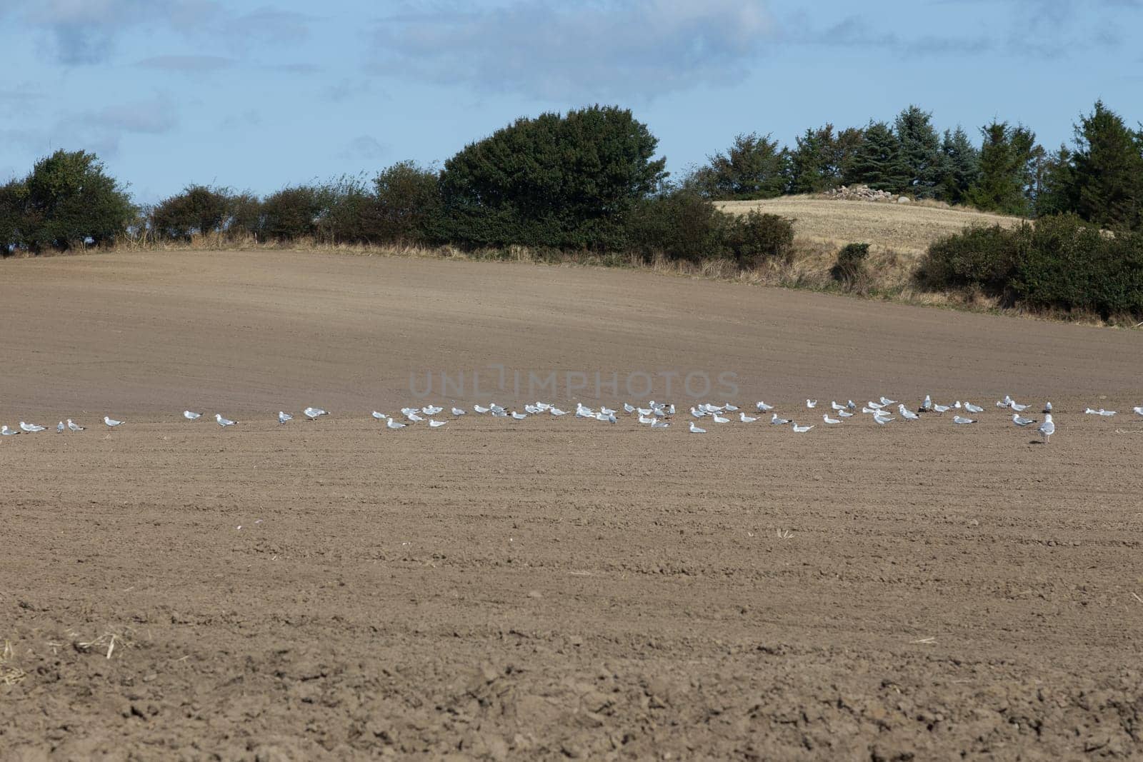 A swarm of seagulls sits in a ploughed field