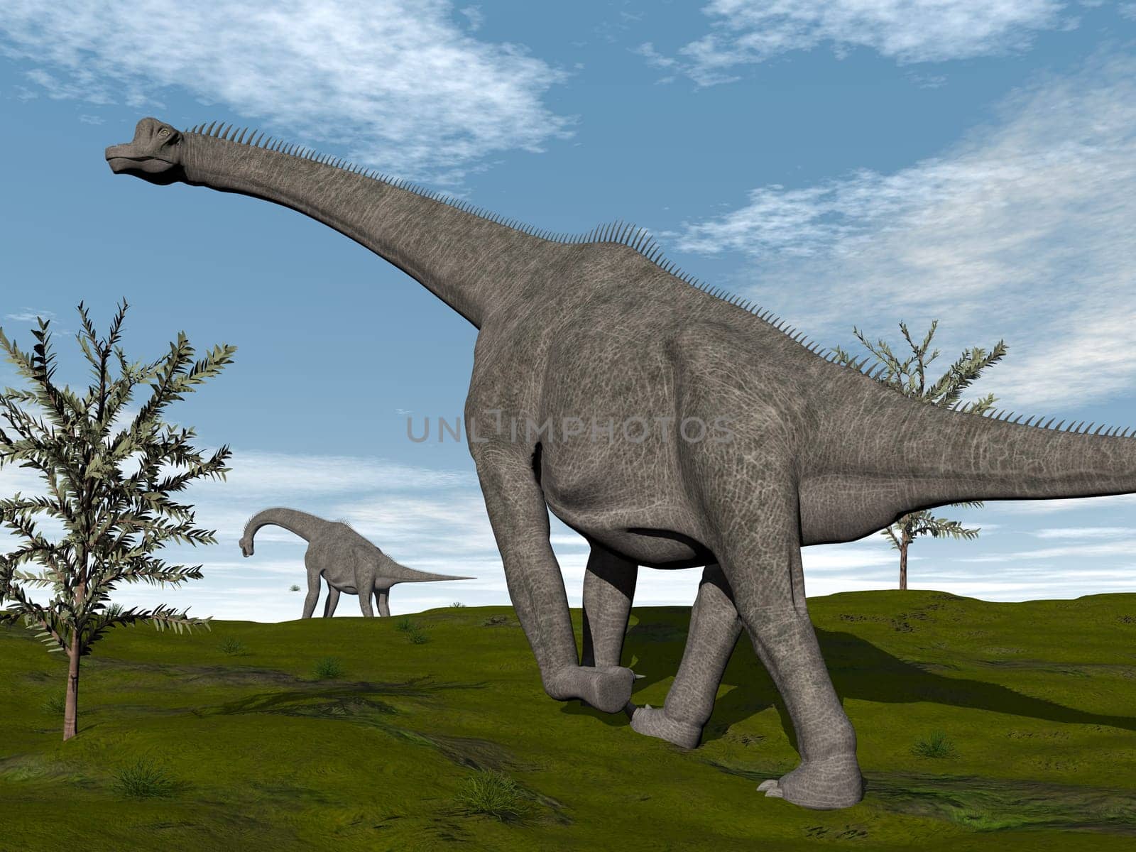 Brachiosaurus dinosaurs walking on the grass by day - 3D render
