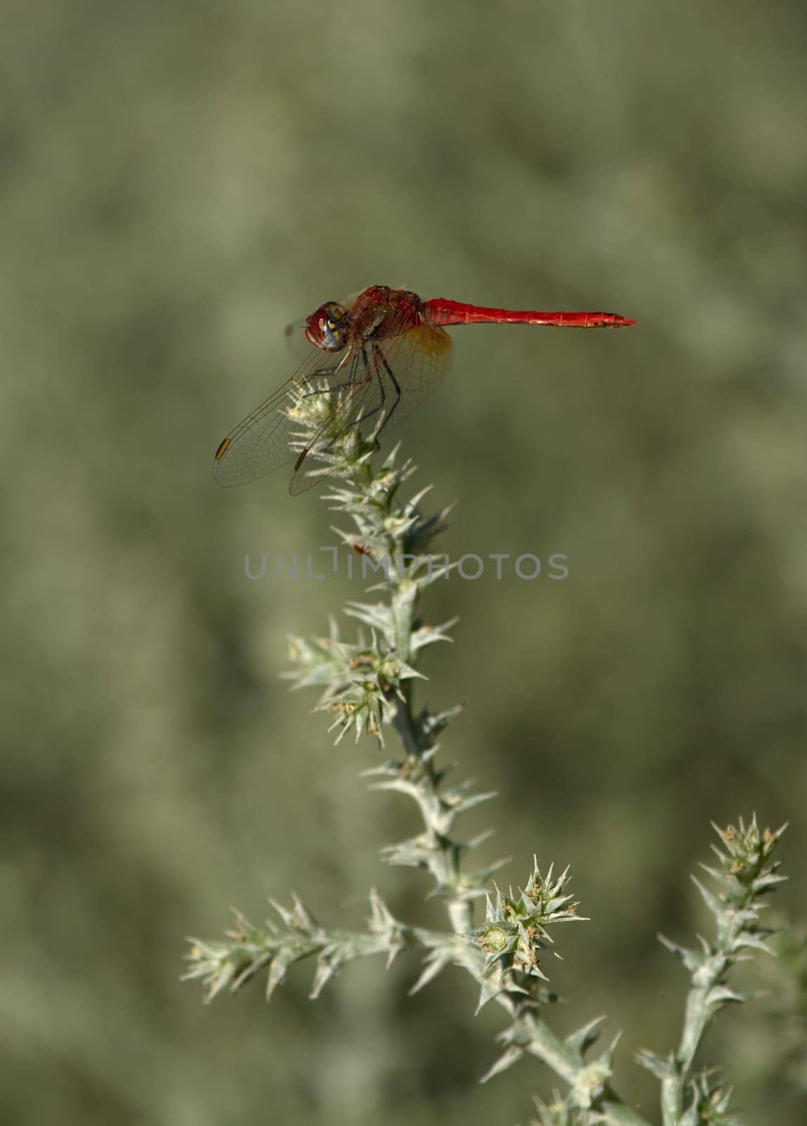 Close up of immature ruddy darter, sympetrum sanguineum, in Camargue, France