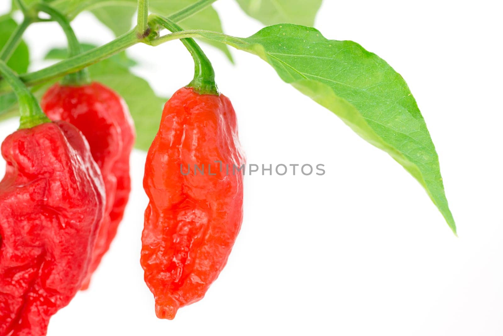 peppers