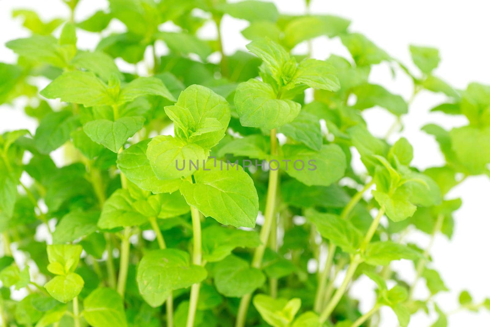 plant peppermint