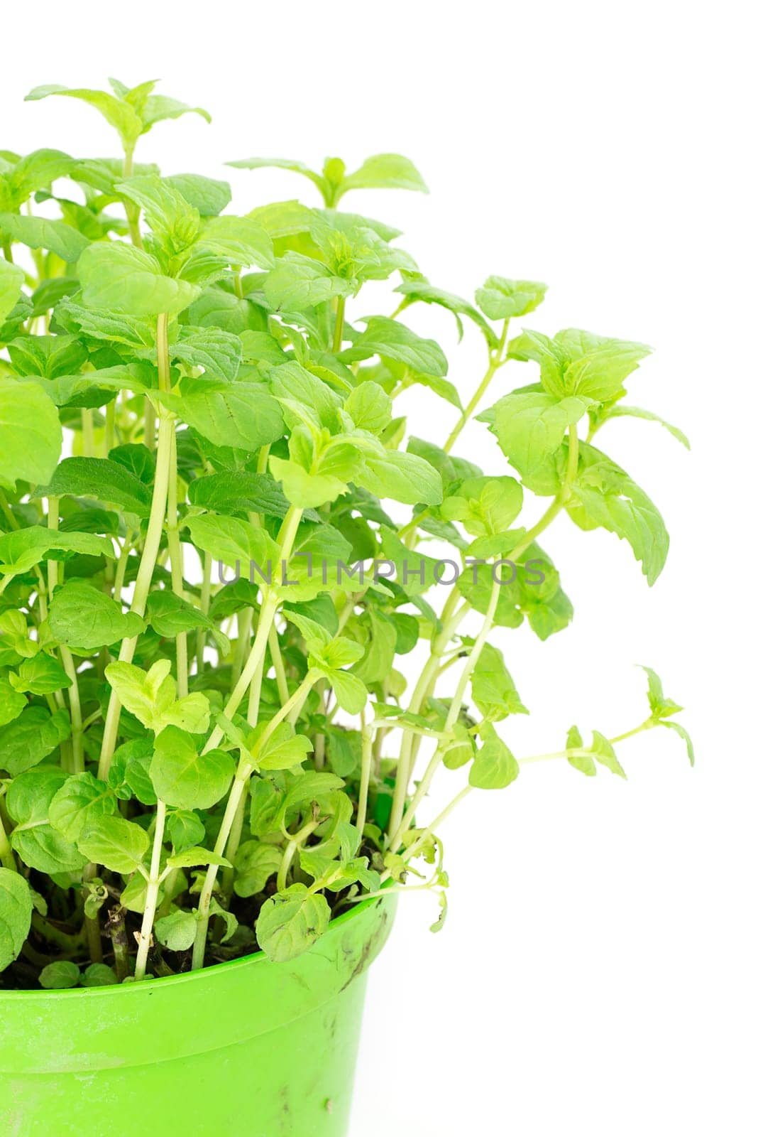 plant peppermint