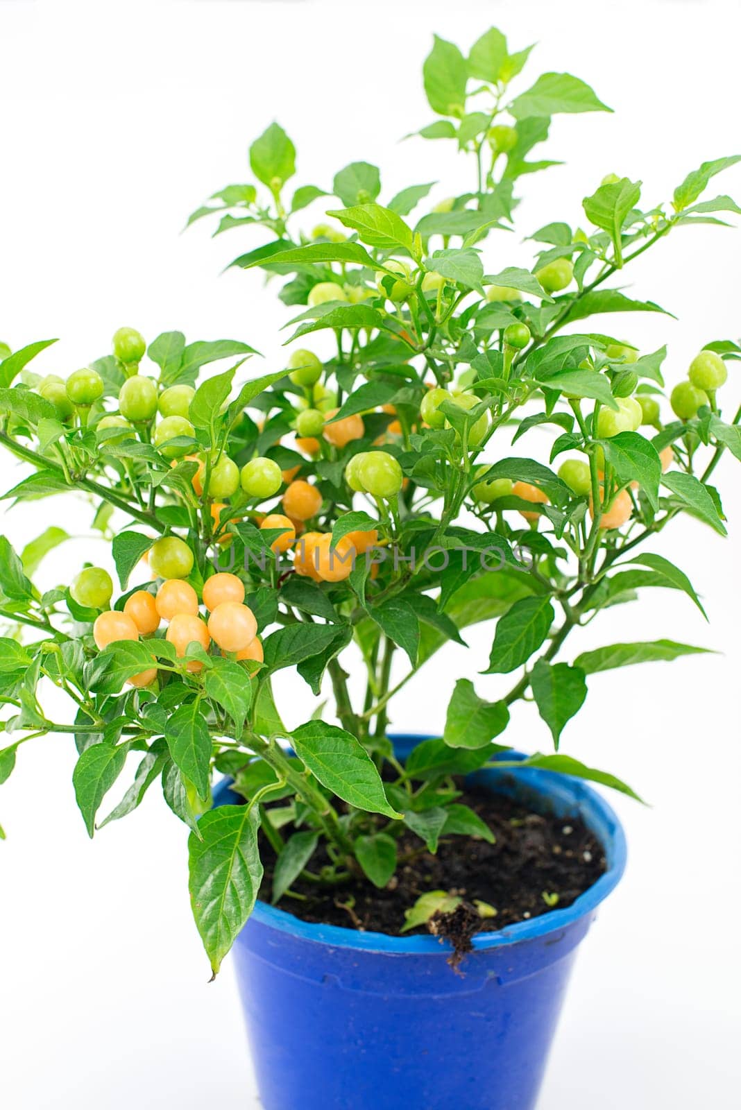 peppers