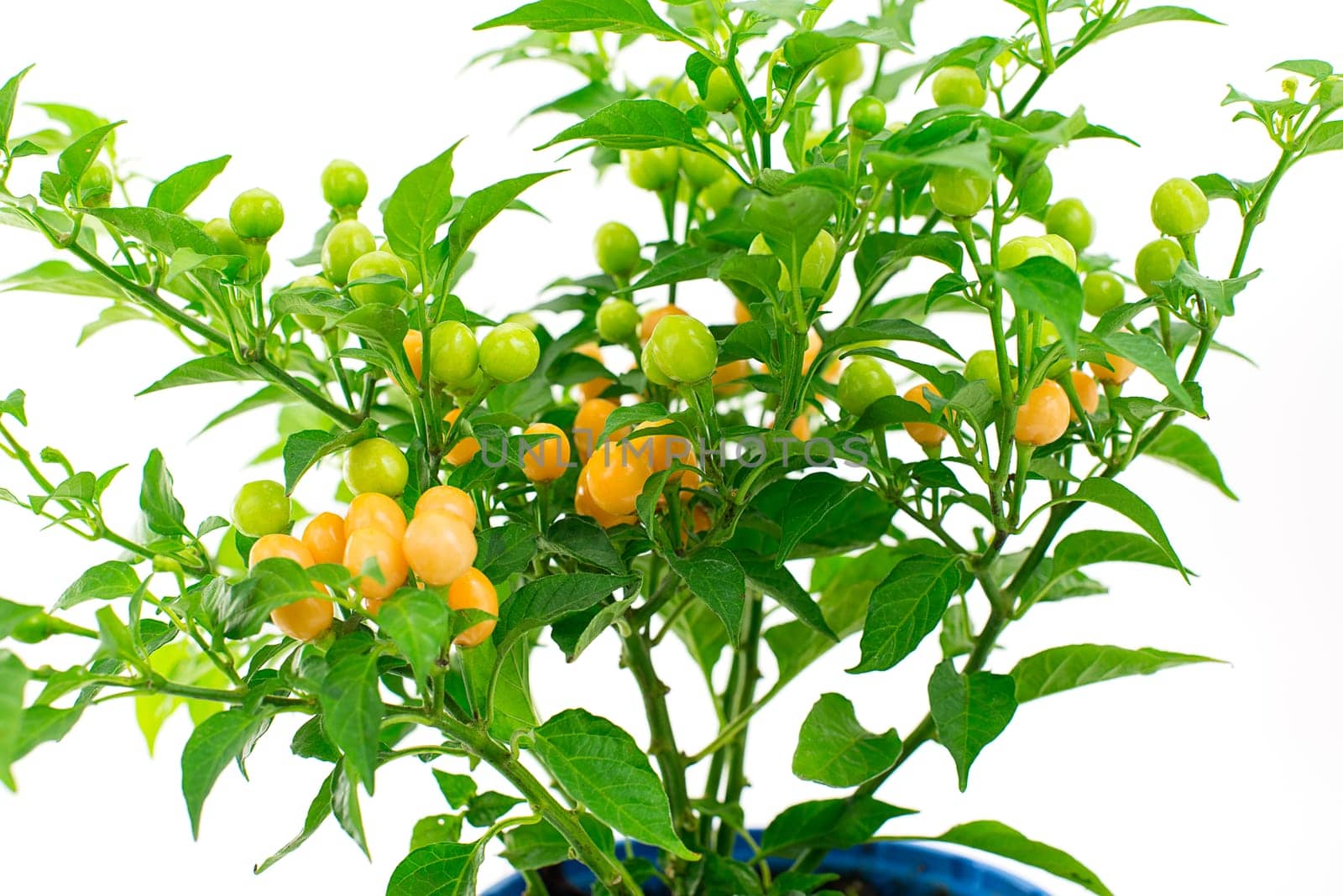 peppers