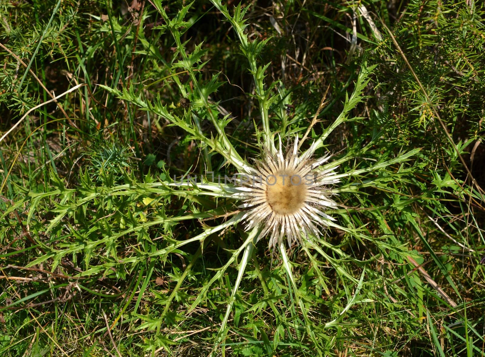 silberdistel