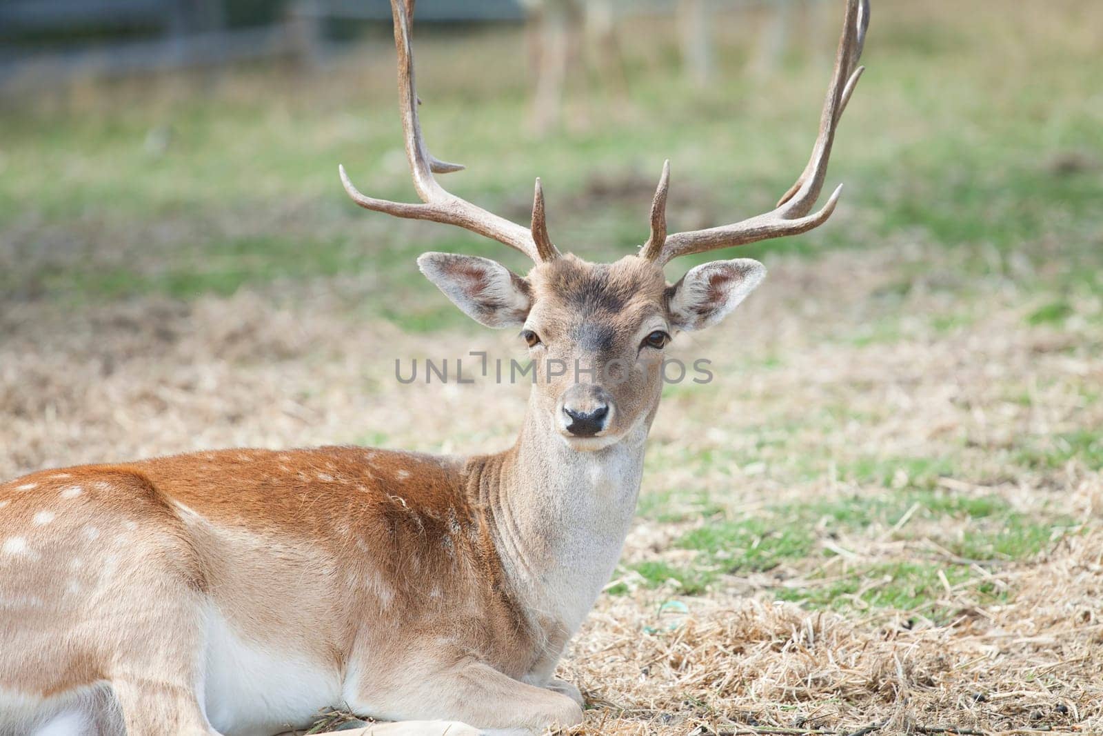 Spotted Deer / Chital (Axis axis)  sitting on the field