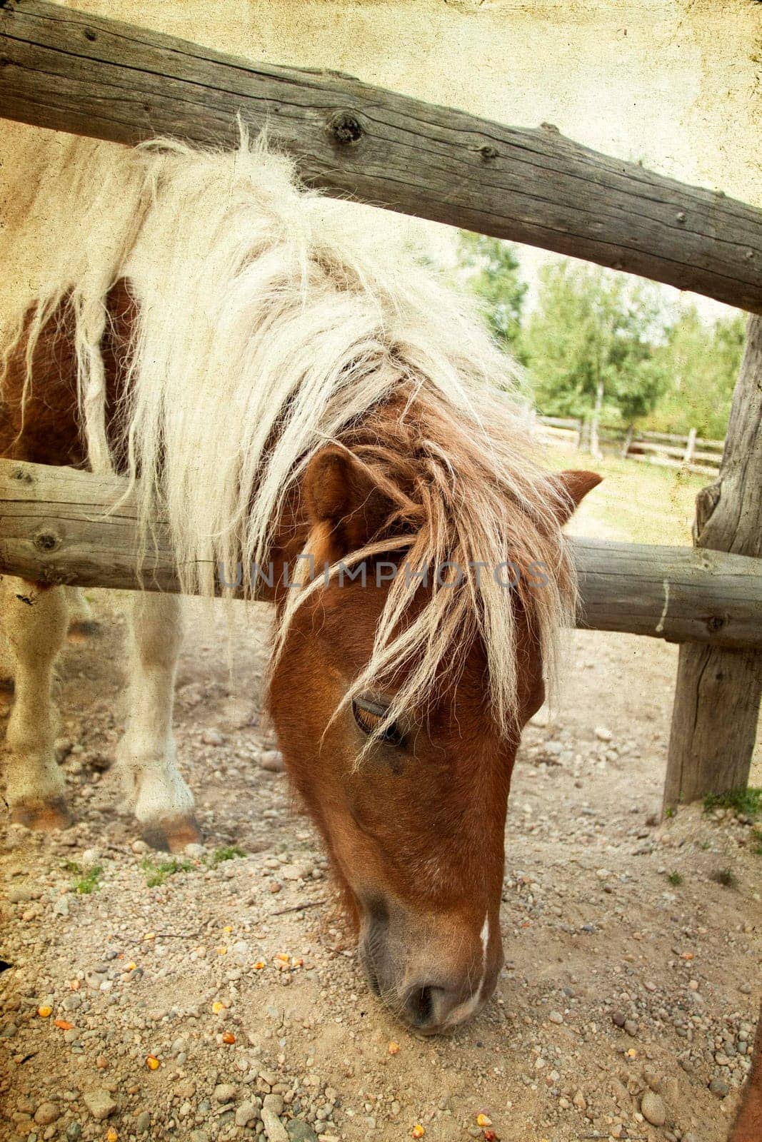 Vintage photo of a pony on the farm