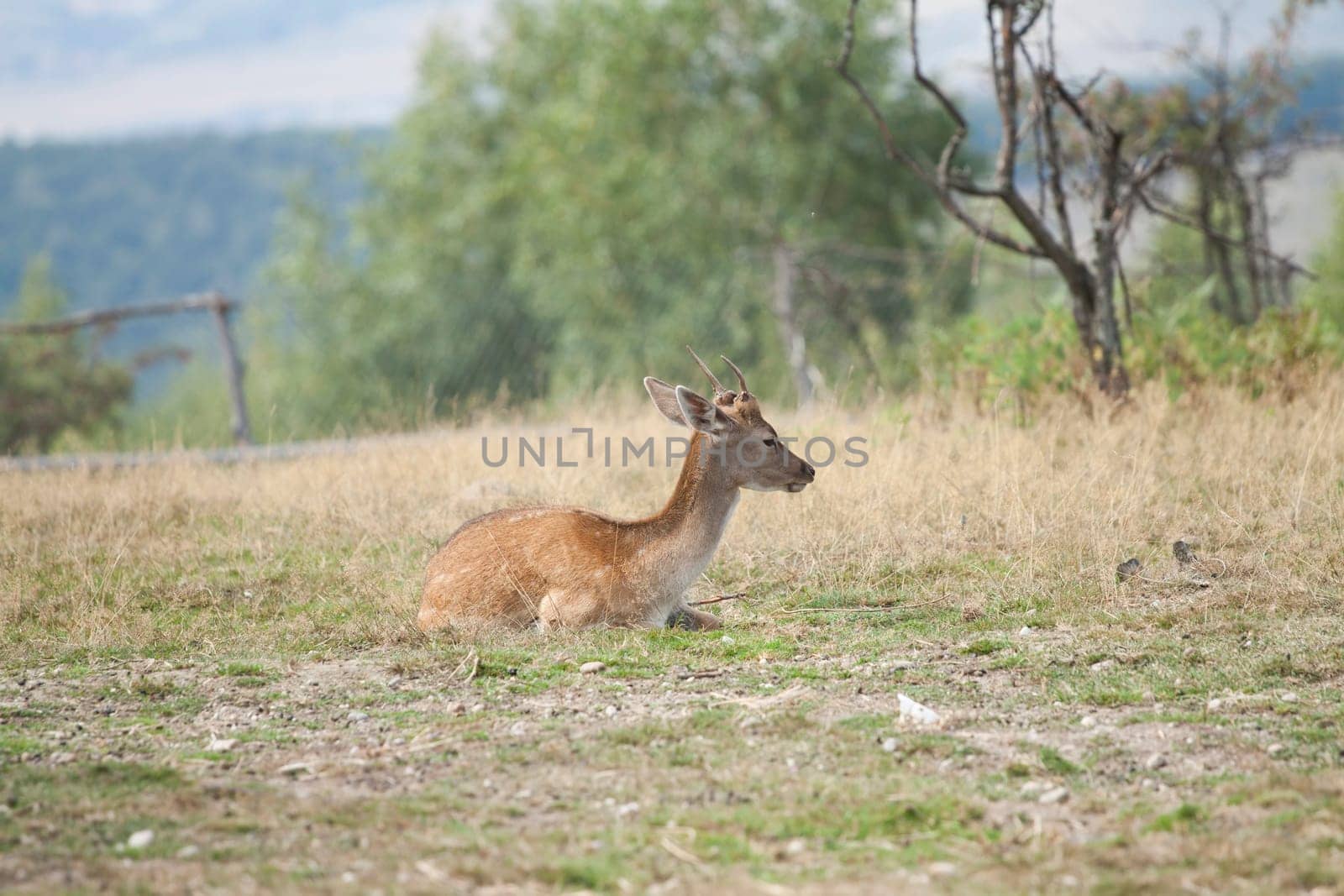 Spotted Deer / Chital (Axis axis)  sitting on the field