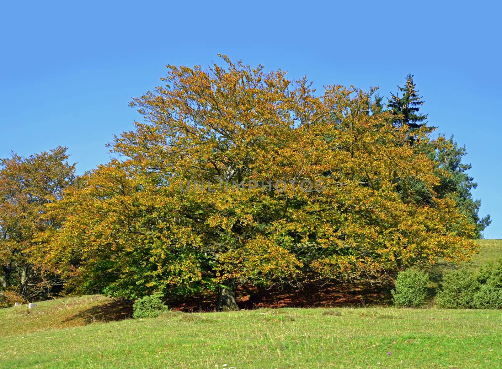 old beech