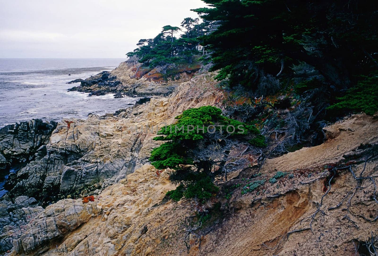 Point Lobos on Pacific Coast of California