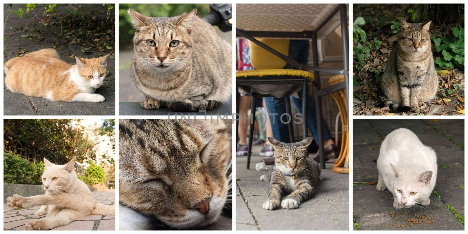 Collection of cat on the street in daytime.