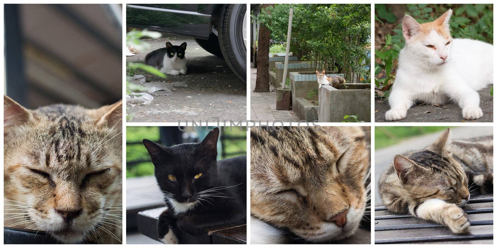 Collection of cat on the street in daytime.