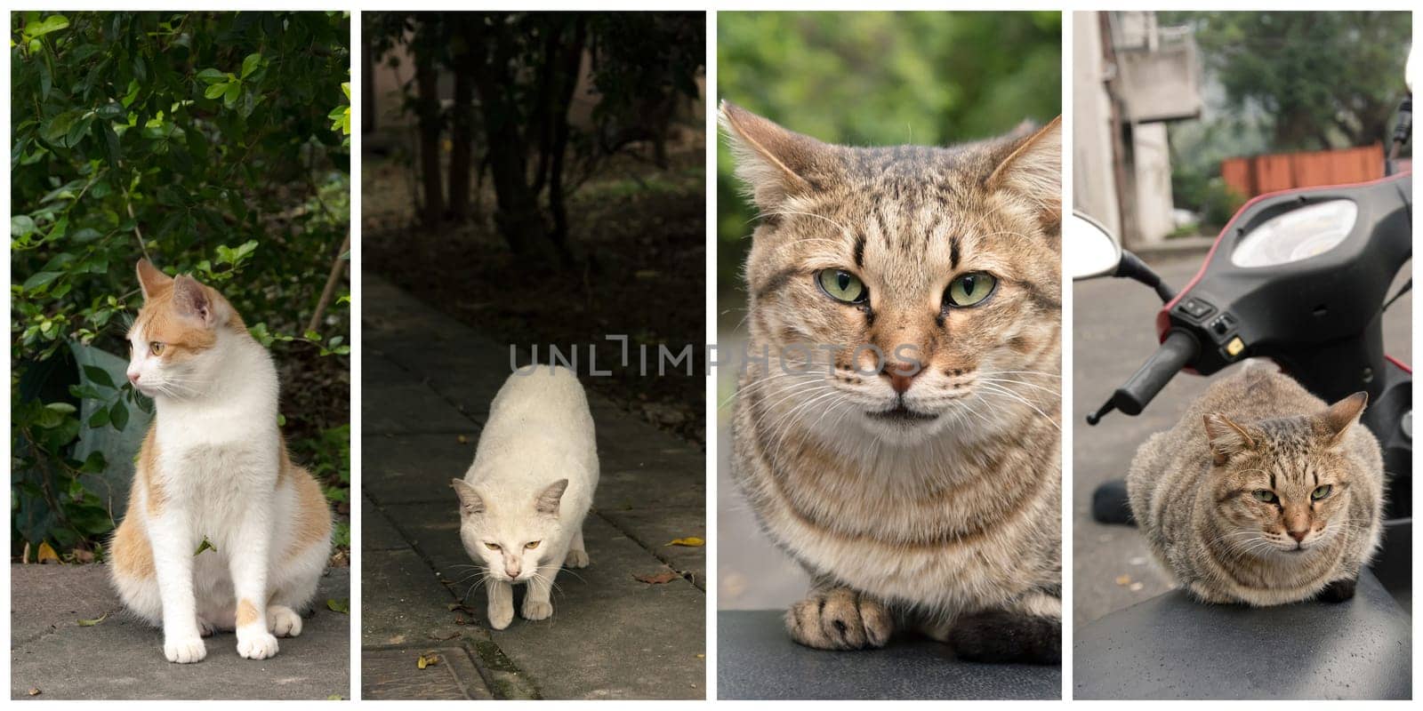 Collection of cat on the street in daytime.