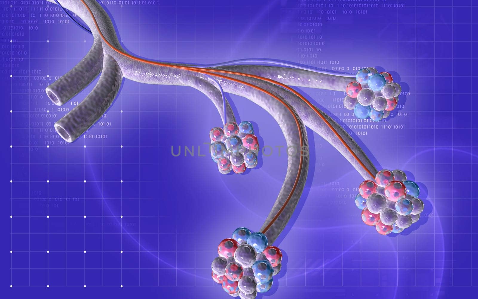 Digital illustration of alveoli in colour background