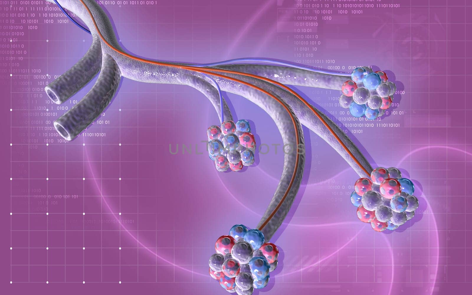 Digital illustration of alveoli in colour background
