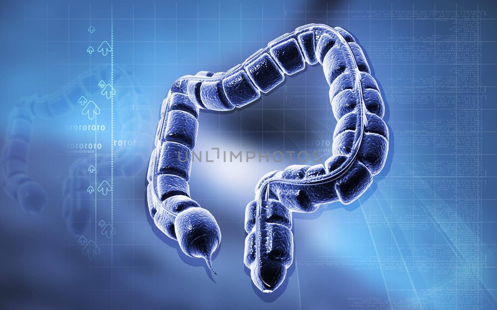 Digital illustration of large intestine in colour background
