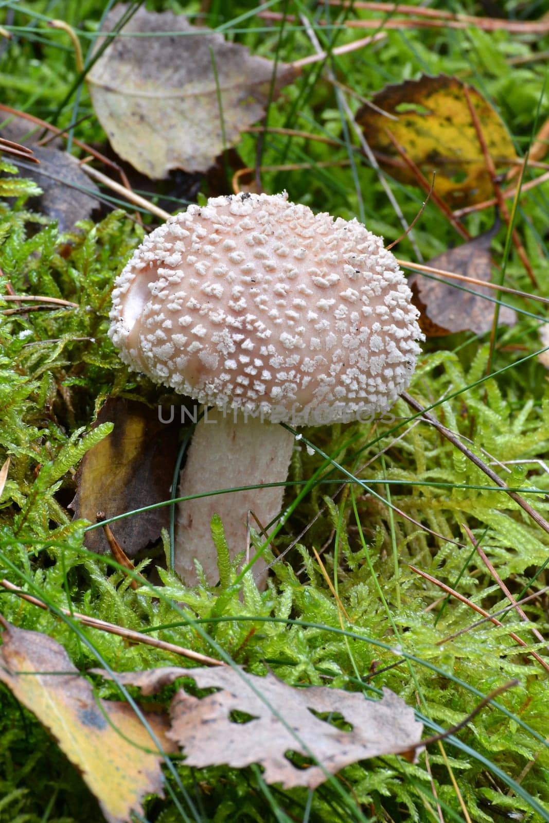 Pearl fungus in the forest