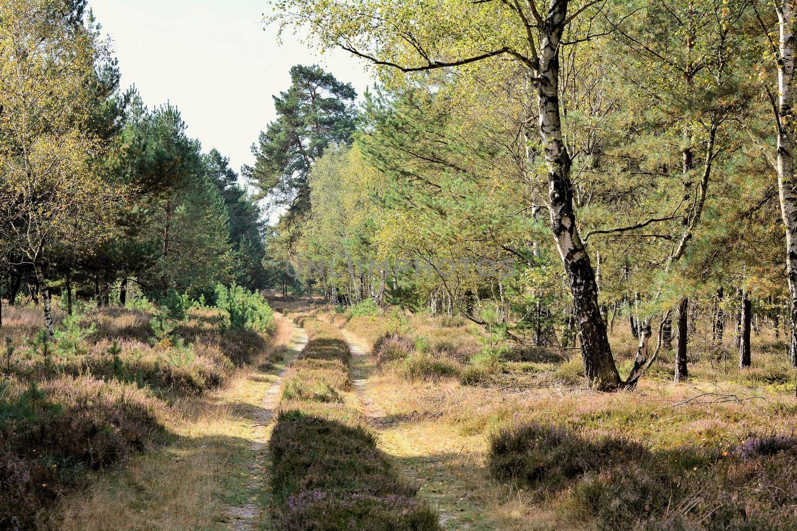 Moor