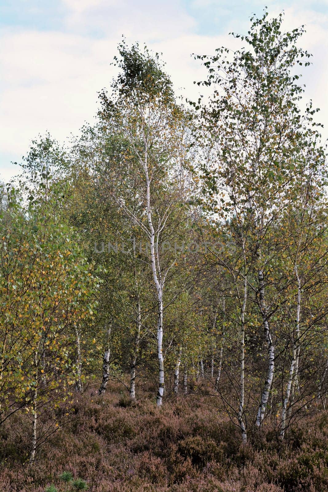 Birches in the heath