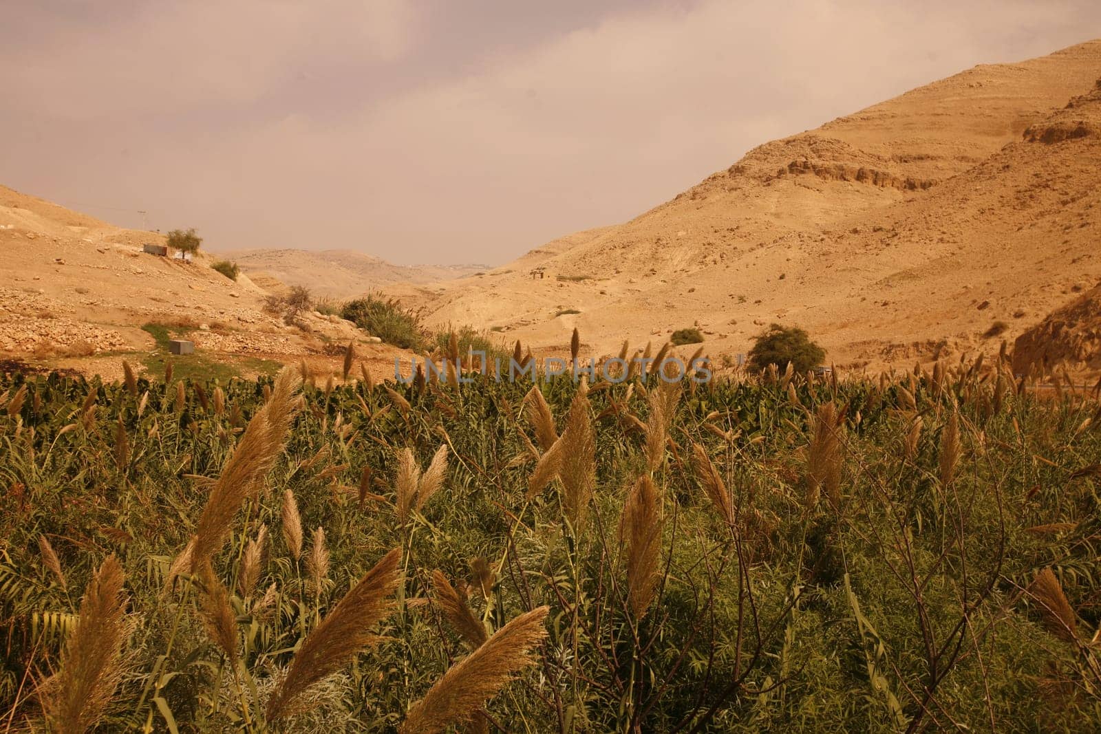 the Landscape near the City of Salt in Jordan in the middle east.