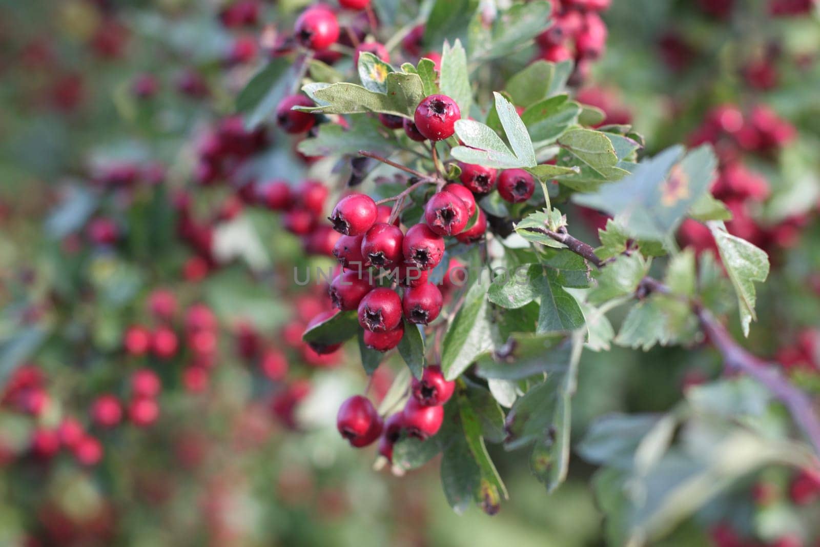 Small red fruits
