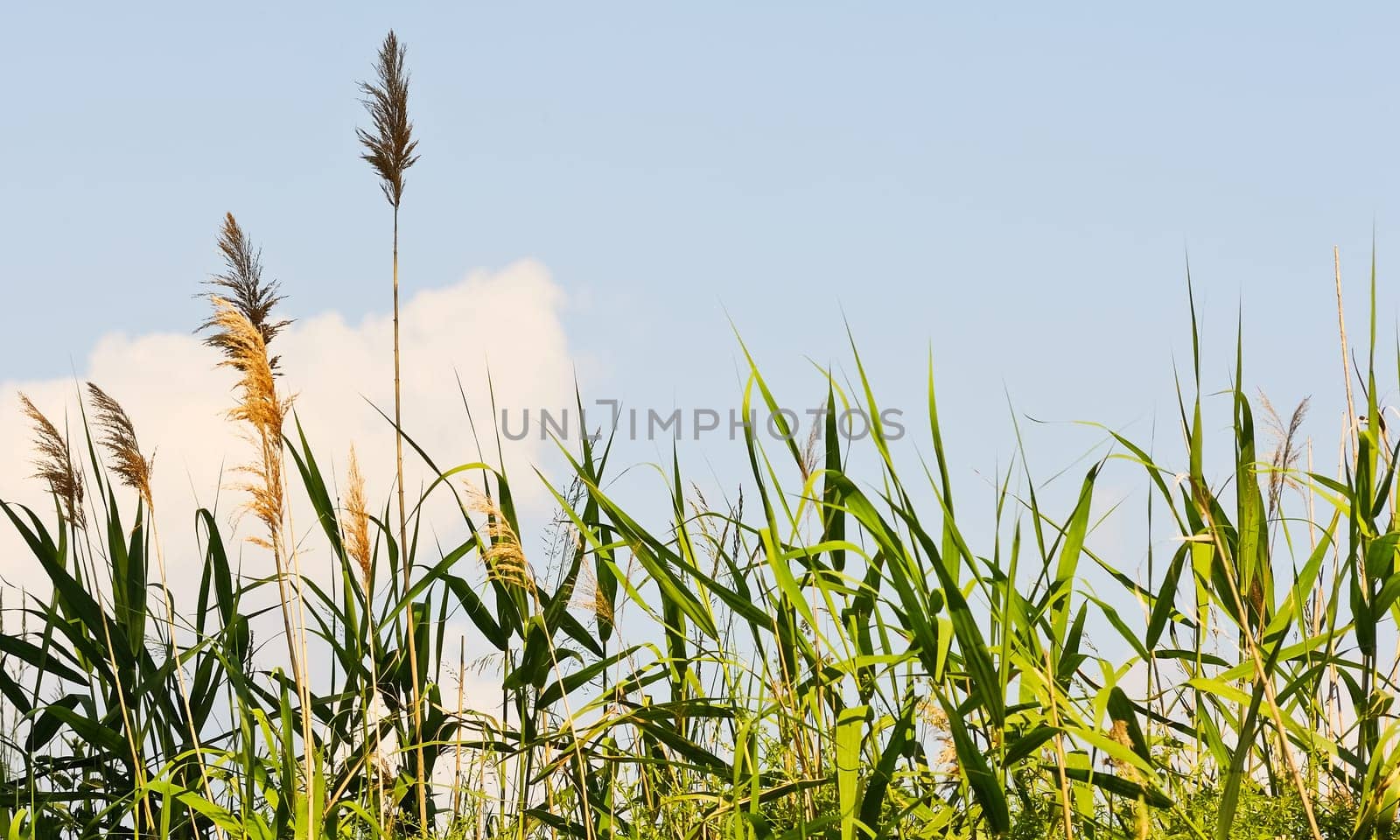 Reed with blue sky