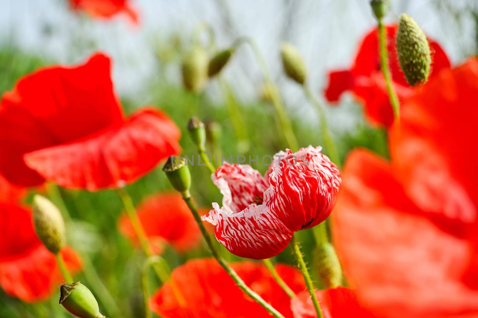 Poppy bokeh