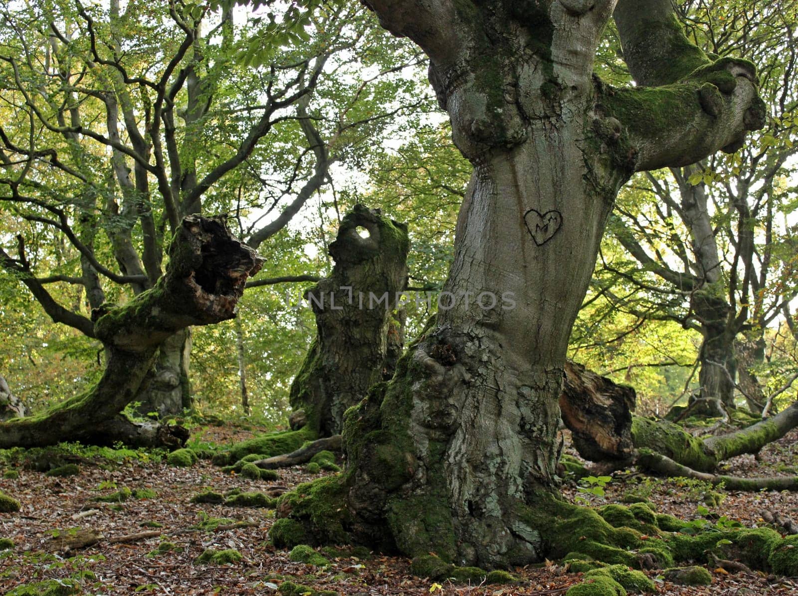 The heart of the barricade in the Magic Forest