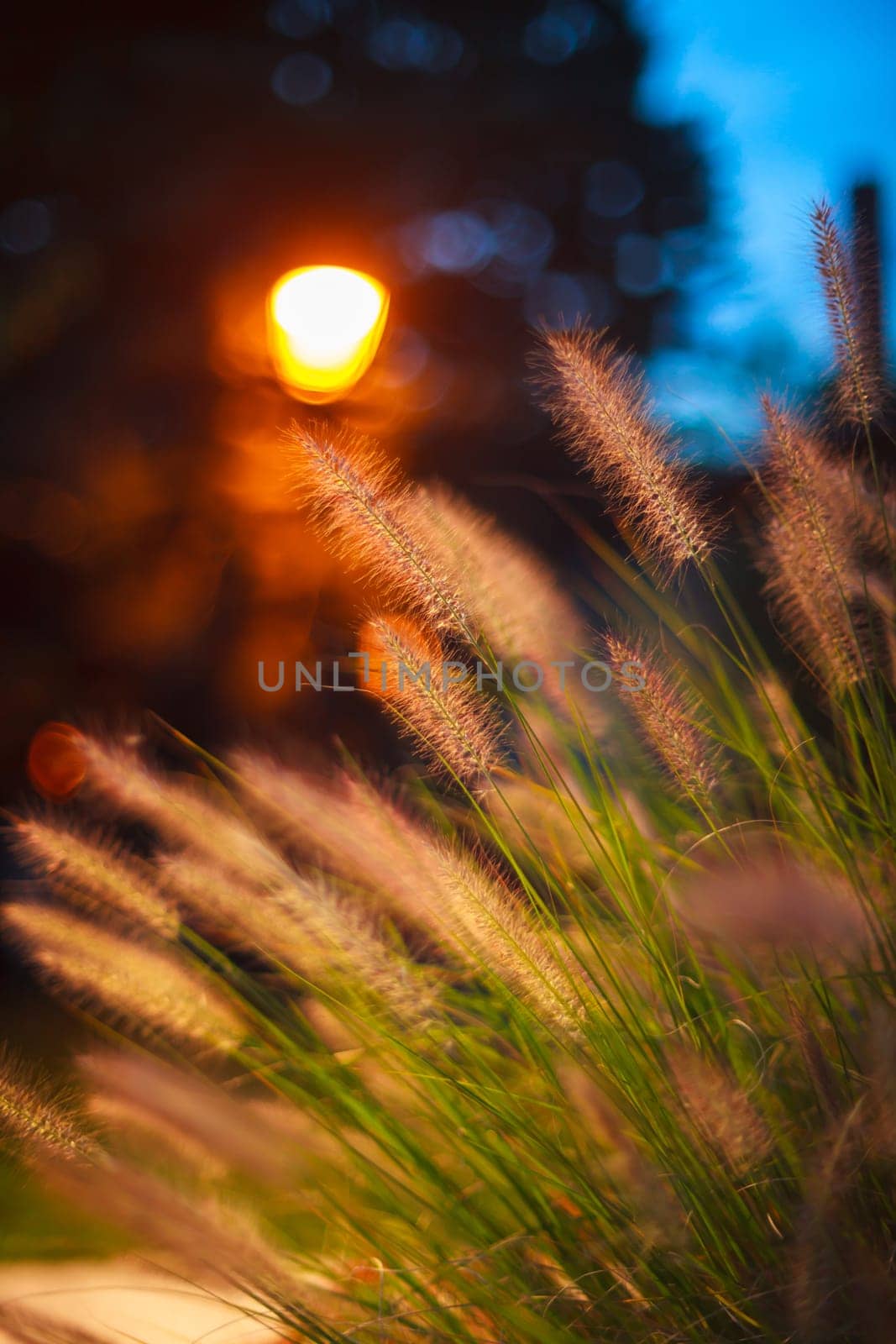 Close up of wild grass at sunset