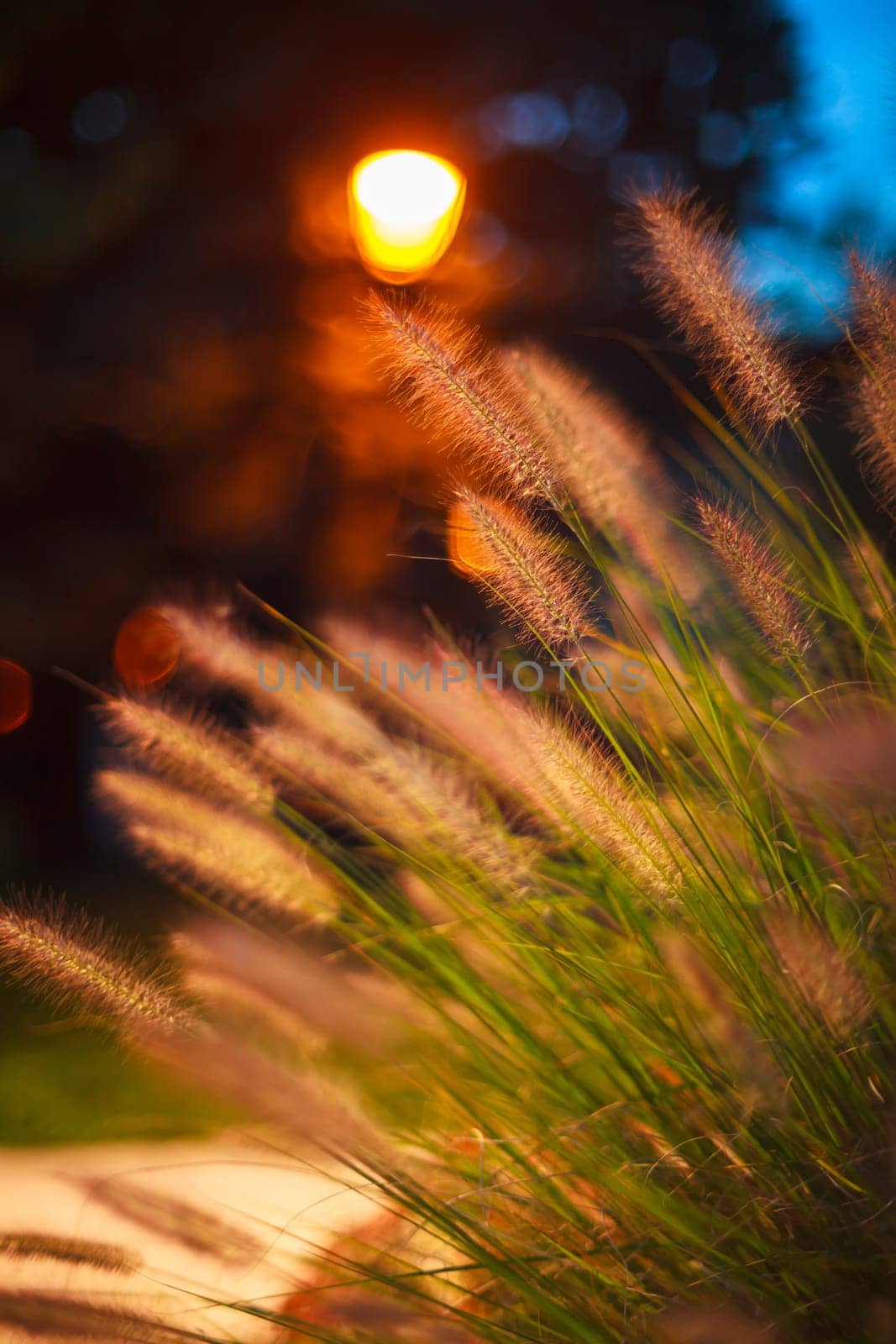 Close up of wild grass at sunset