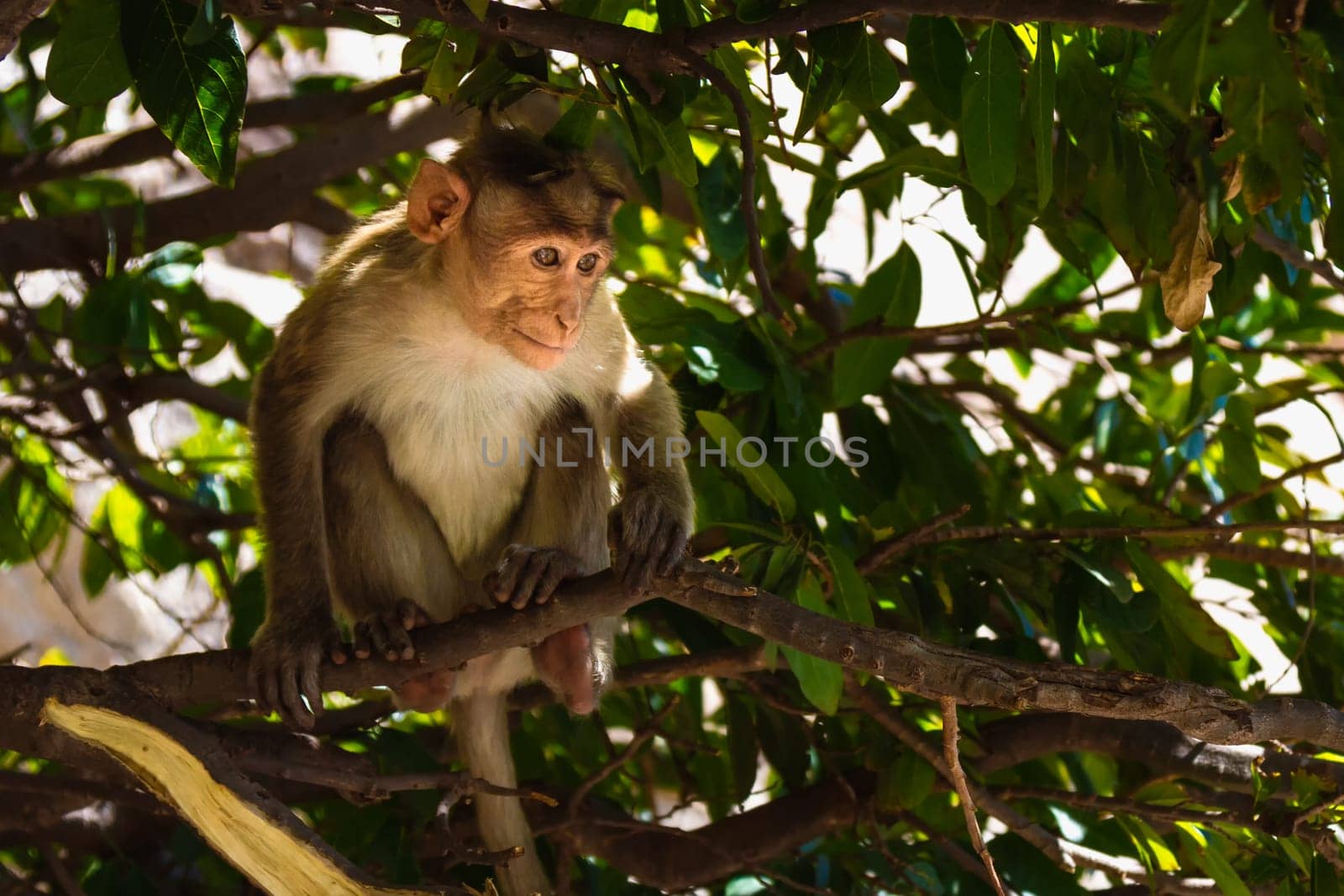 Monkey sitting on branch in jungle