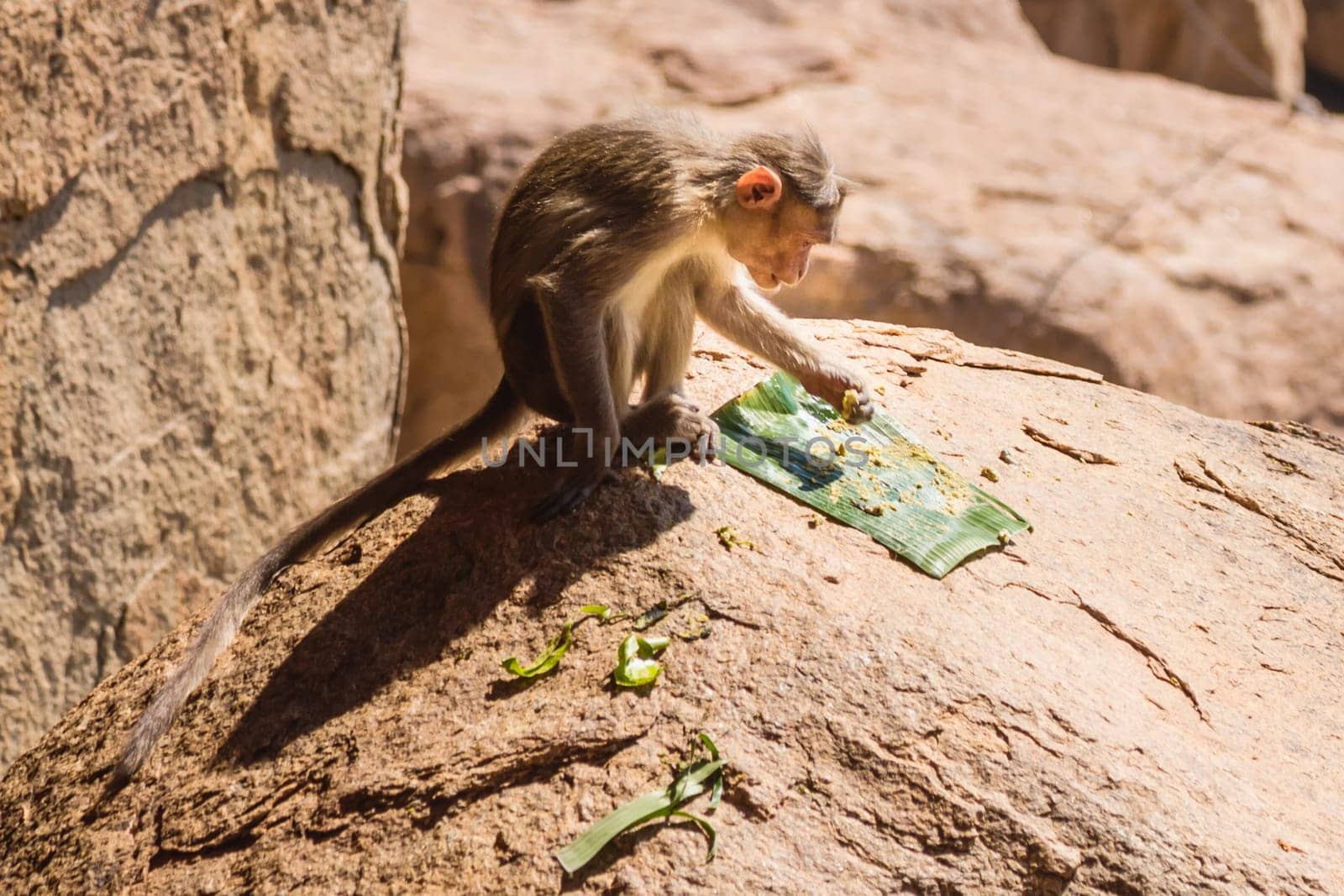 Monkey eating on the rock in mountain