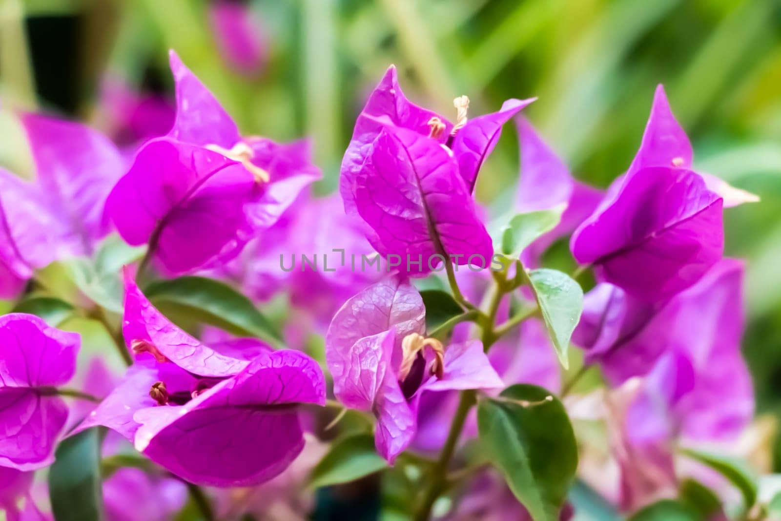 Bougainvillea close up macro green violet sun