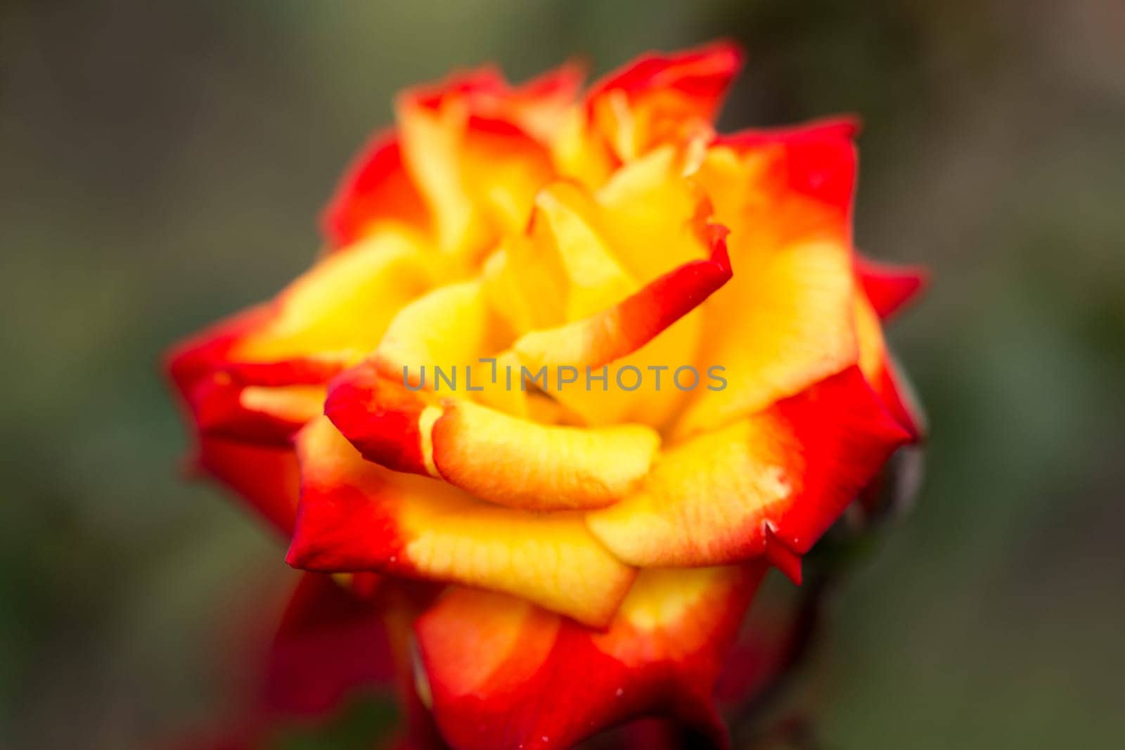 Very beautiful yellow and red Rose