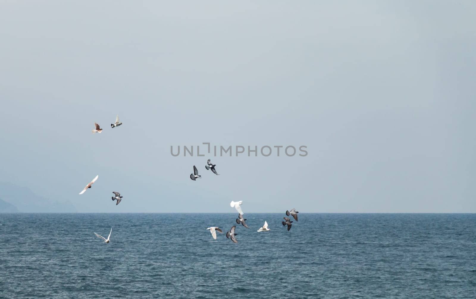 Flock of Pigeons over the sea