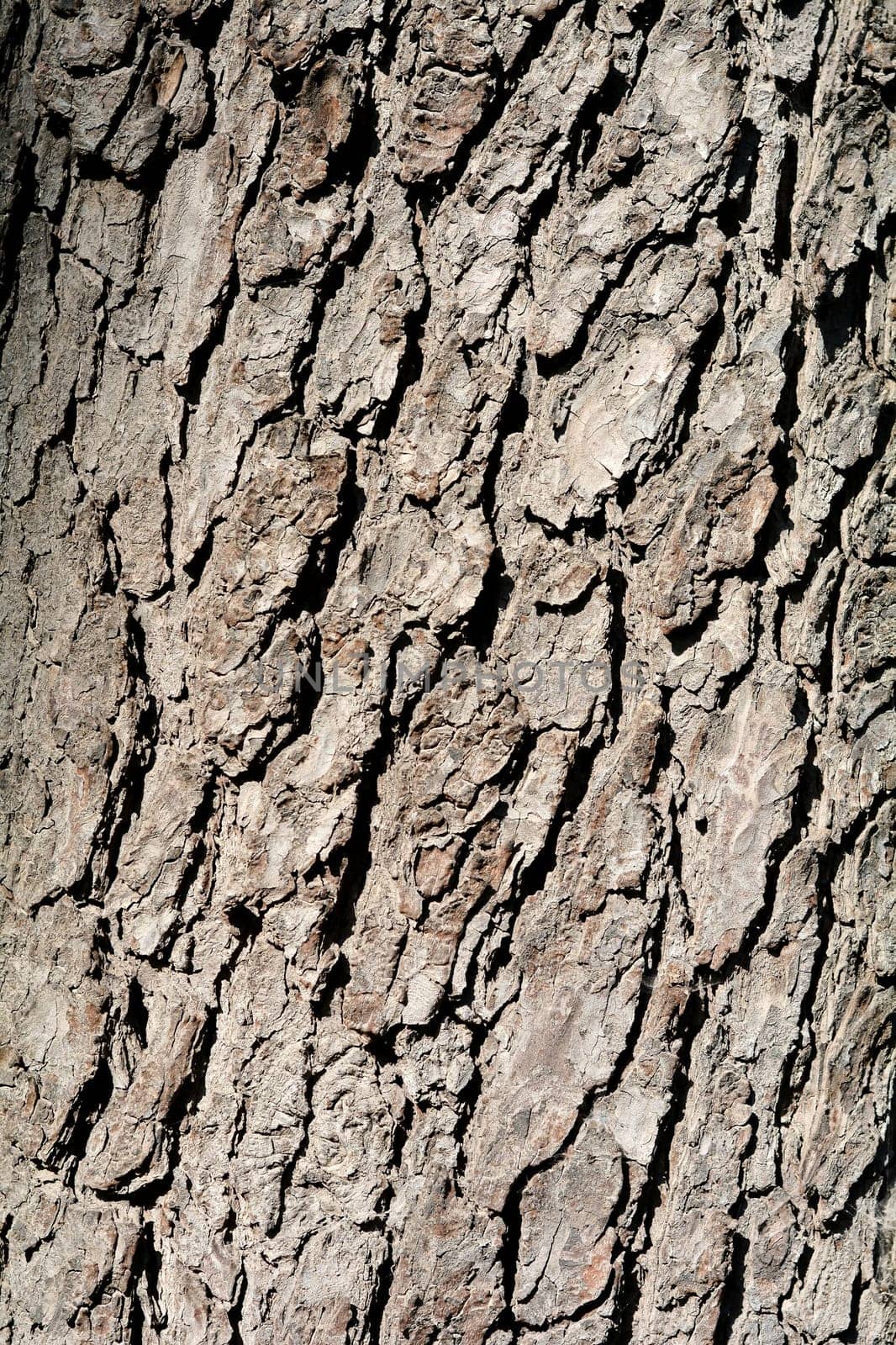Bark of a chestnut
