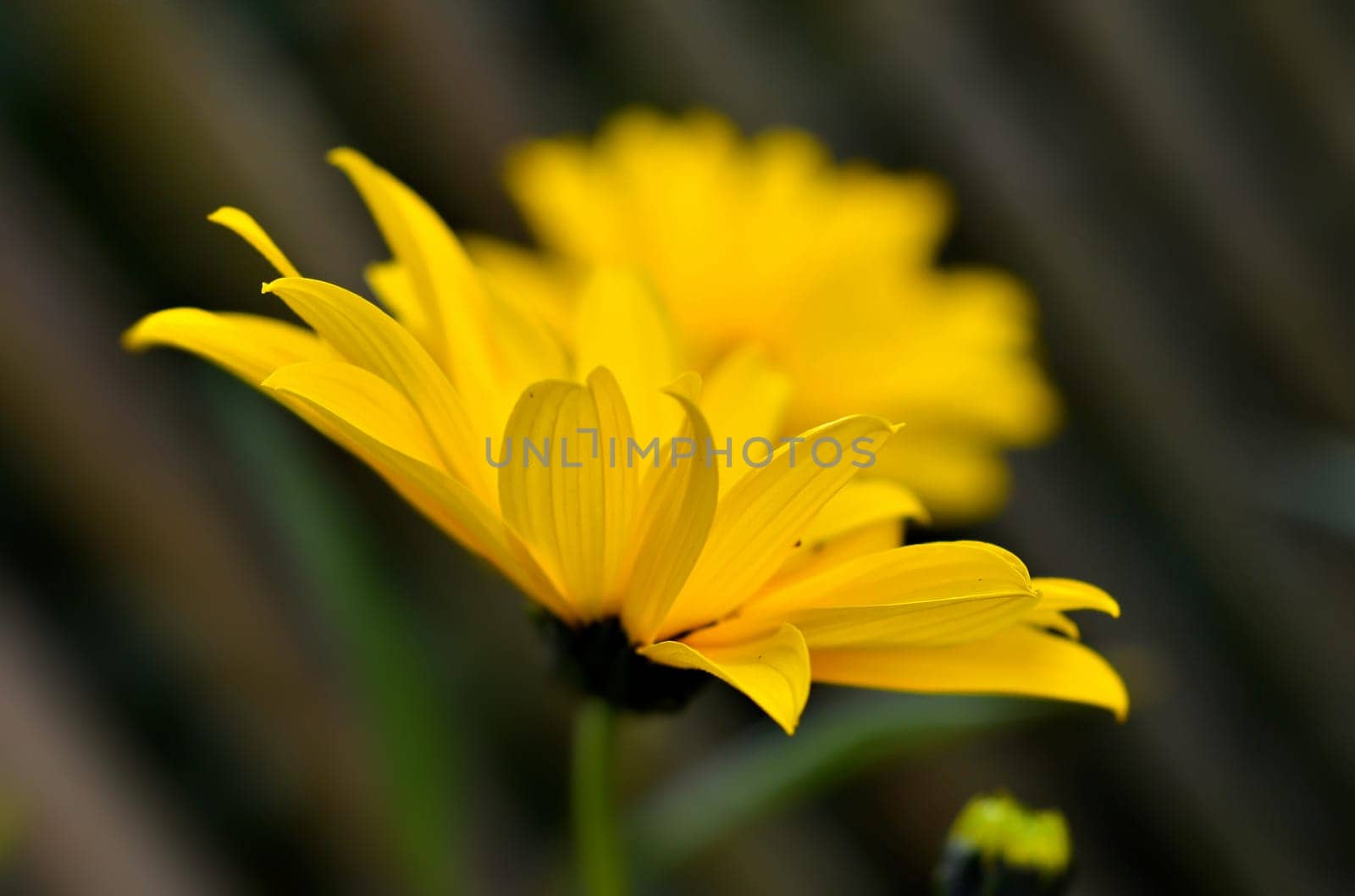 yellow flower