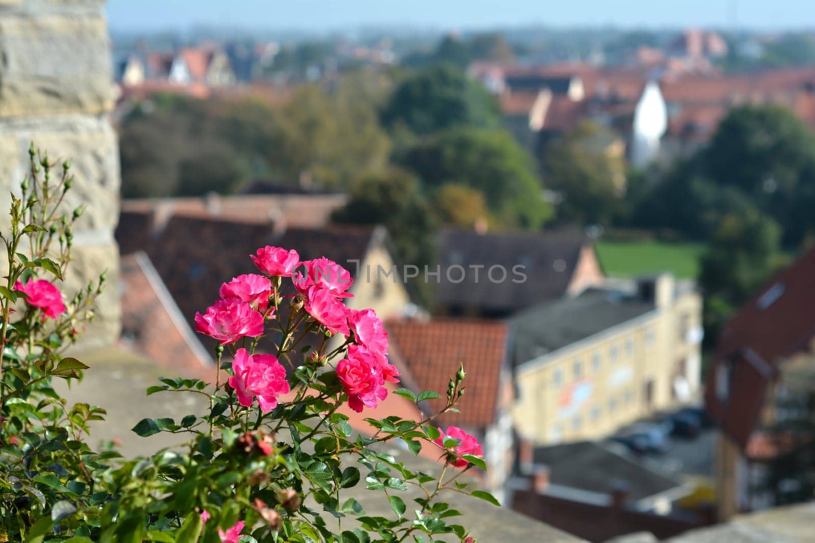 Rosenbusch